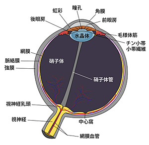 Foveon社の名前の由来