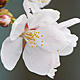 NEX-5 ＋ SIGMA APO 50-500mm F4.5-6.3 DG OS HSM レビュー その4（超望遠で撮る桜＠宇都宮）